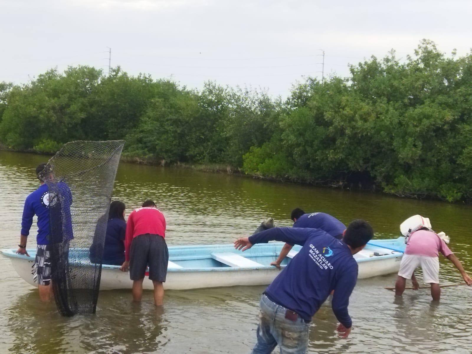 $!Sorprende lobo marino a pescadores en La Estacada, en Escuinapa