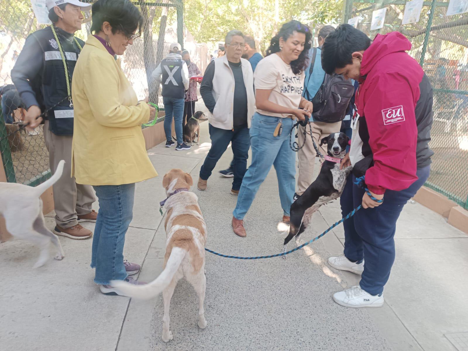 $!Siete mascotas encuentran un nuevo hogar gracias a la campaña Huellitas del Bienestar