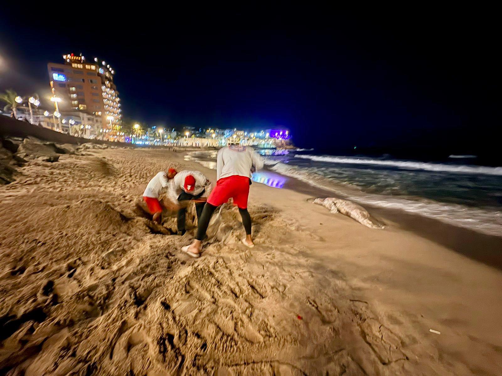 $!Localizan lobo marino sin vida en la zona de playa de Mazatlán