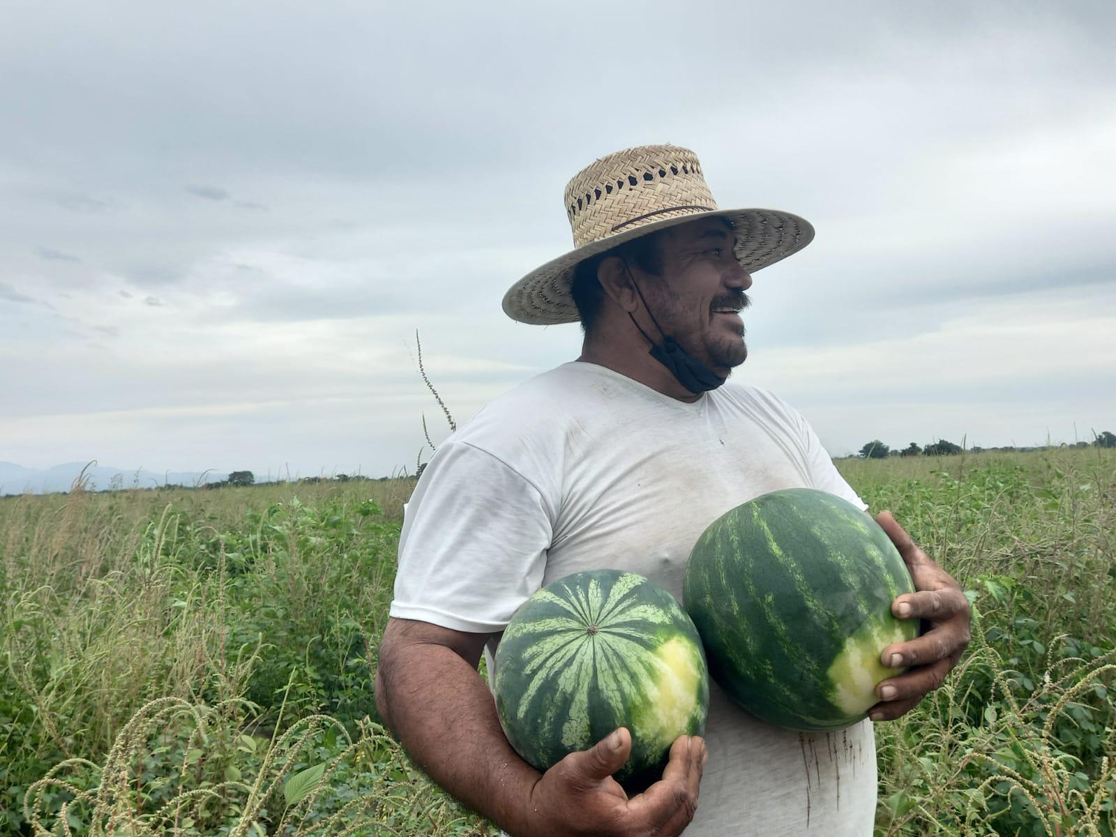 $!Además de las hortalizas, en Escuinapa apuestan por el cultivo de la sandía