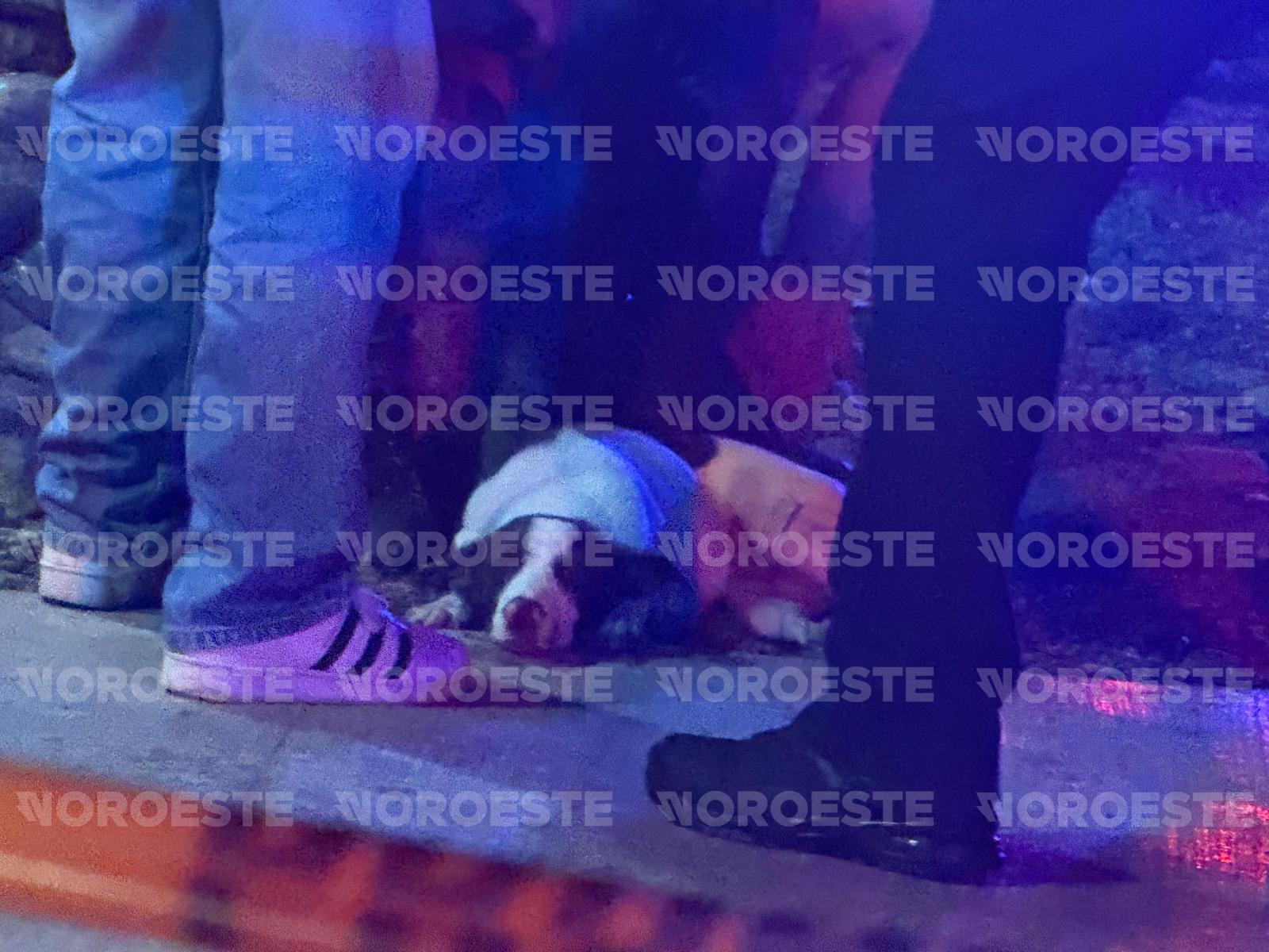 $!Ataque armado contra vivienda en la Colonia Progreso deja una mascota herida en Culiacán