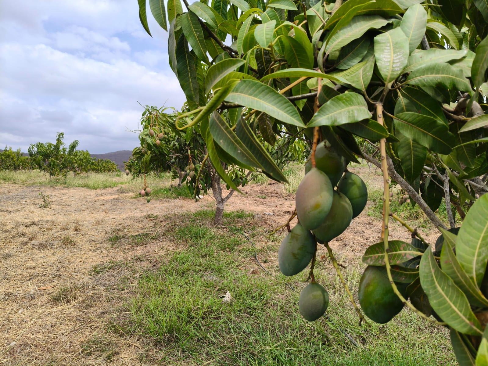 $!Productores de mango de Rosario reportan que sufren del ‘robo hormiga’ de la fruta