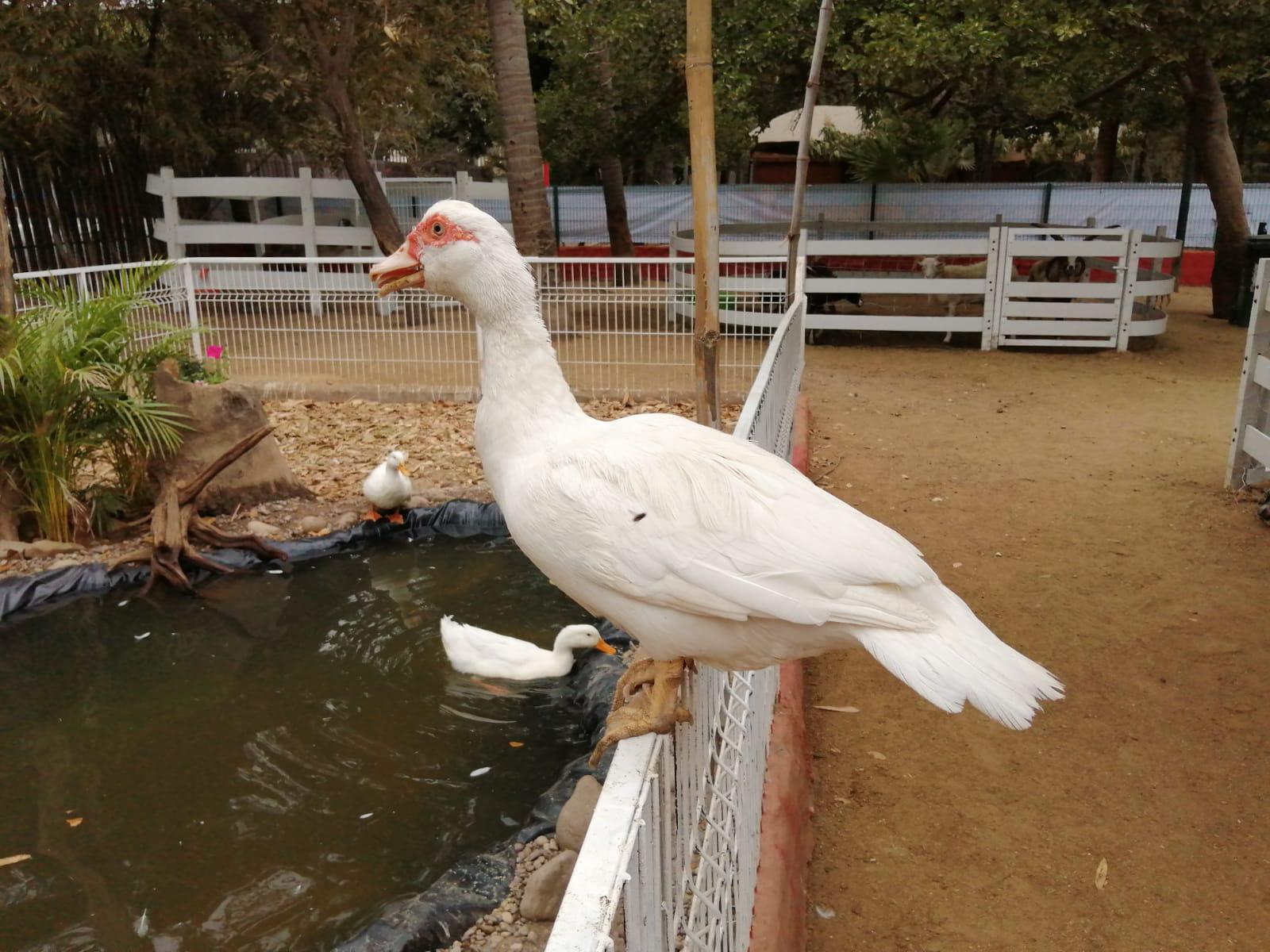 $!Inauguran exhibición con animales de granja en el Zoológico de Culiacán