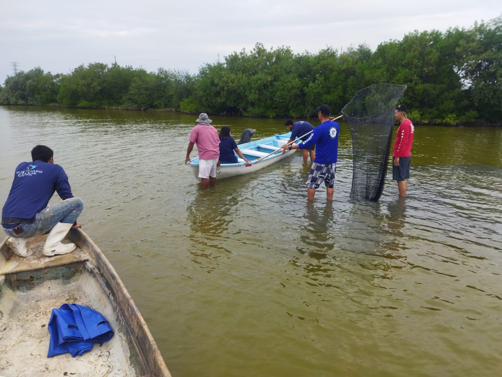 $!Sorprende lobo marino a pescadores en La Estacada, en Escuinapa