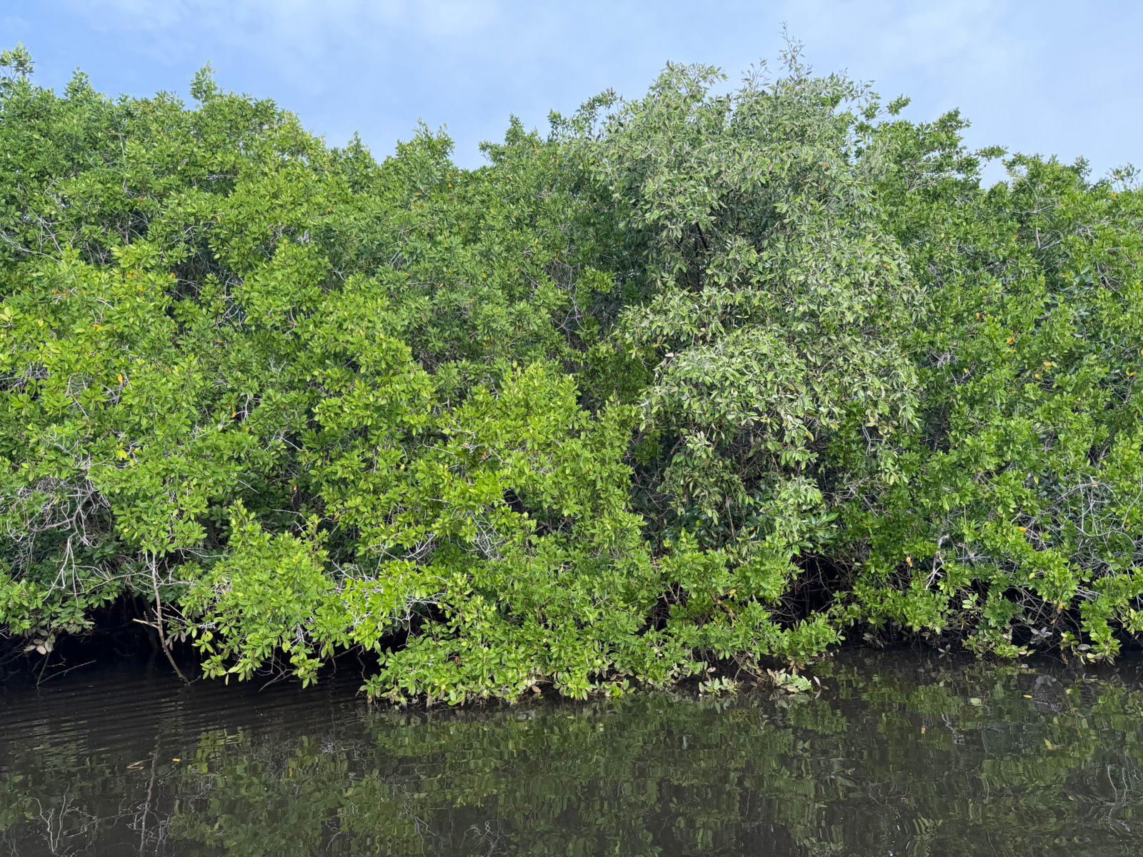 $!Impulsa Sectur turismo regenerativo en humedales y manglares de Mazatlán