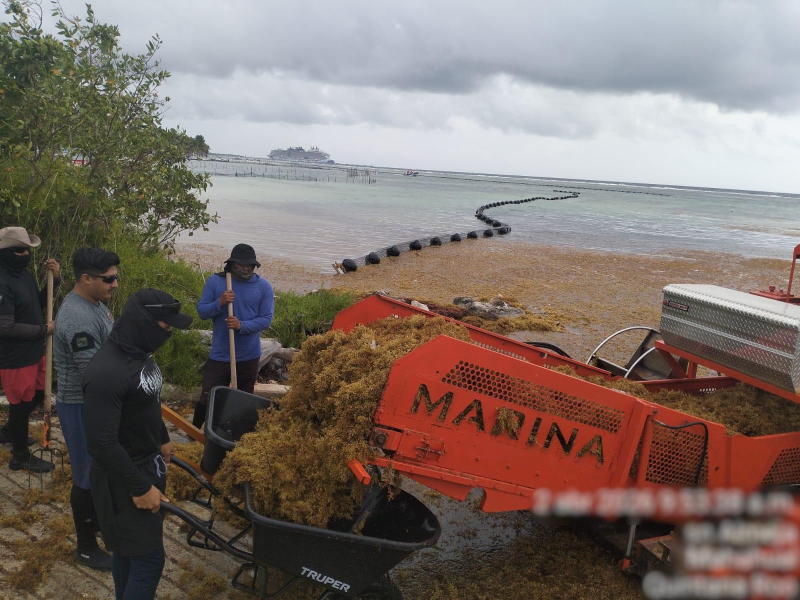 $!Mantienen retiro de sargazo en costas de Quintana Roo; van casi 17 mil toneladas recogidas en lo que va de 2026