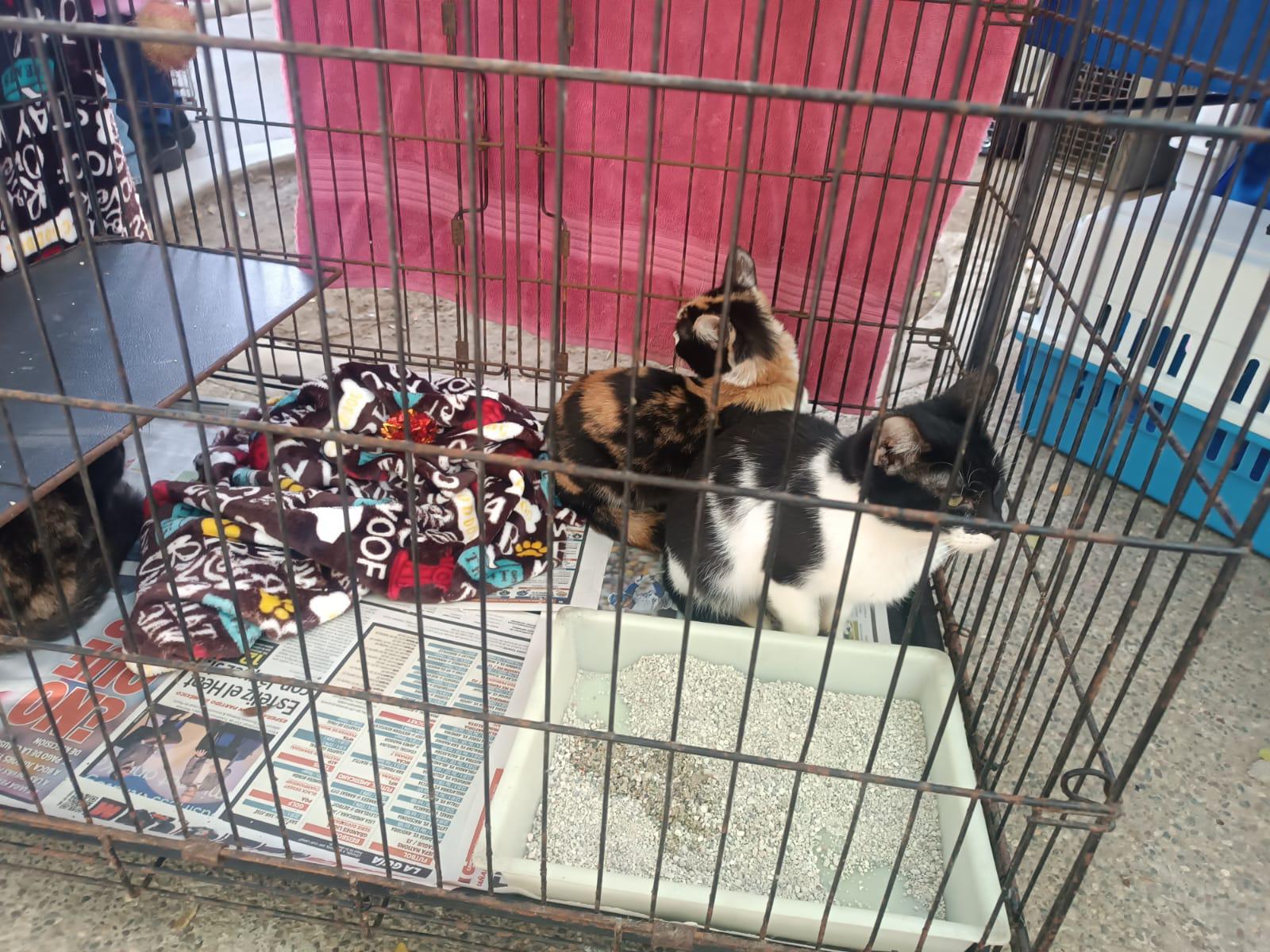 $!Siete mascotas encuentran un nuevo hogar gracias a la campaña Huellitas del Bienestar