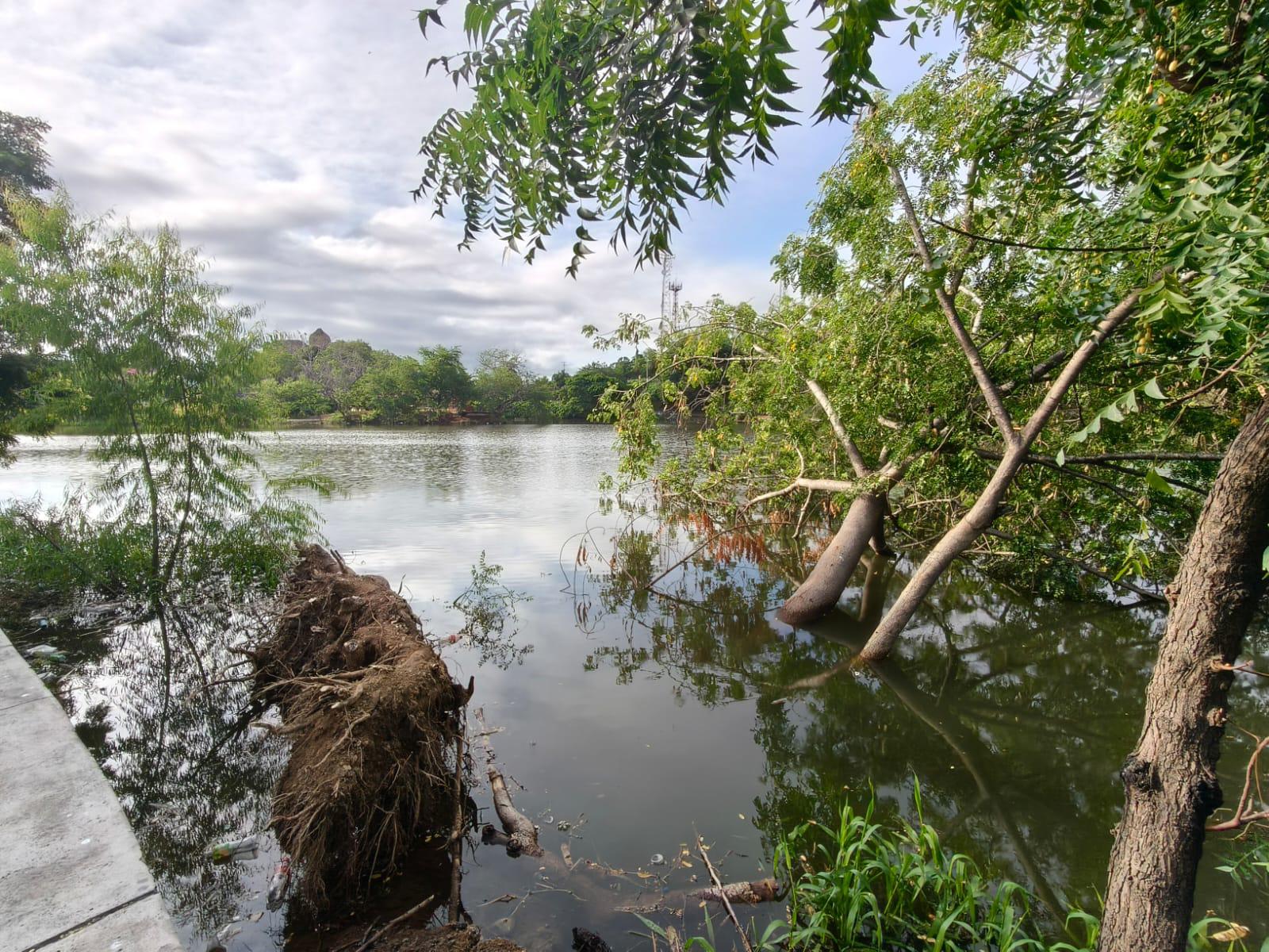 $!En Rosario, árbol en la laguna del Iguanero permanece derribado desde hace dos semanas
