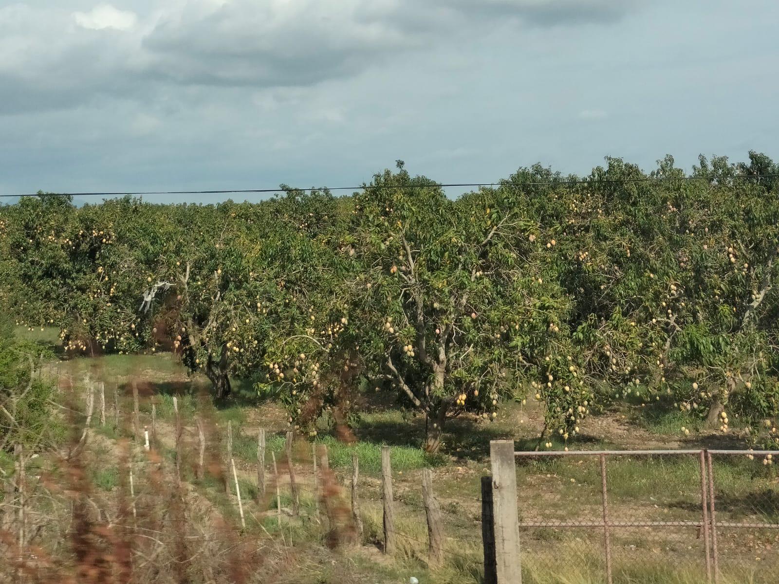 $!Falta de lluvias y valor del dólar afectaron temporada de mango en Sinaloa: AARB