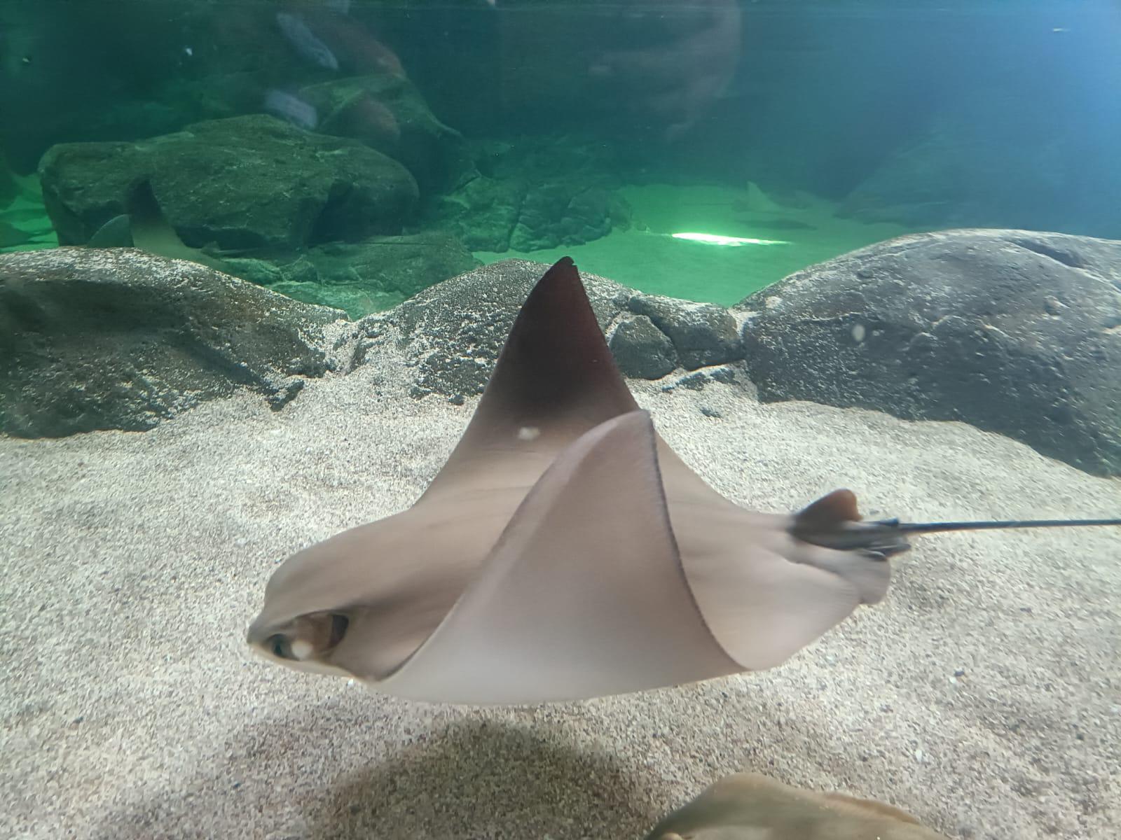 $!Descubre el Gran Acuario: una experiencia imperdible en tu visita