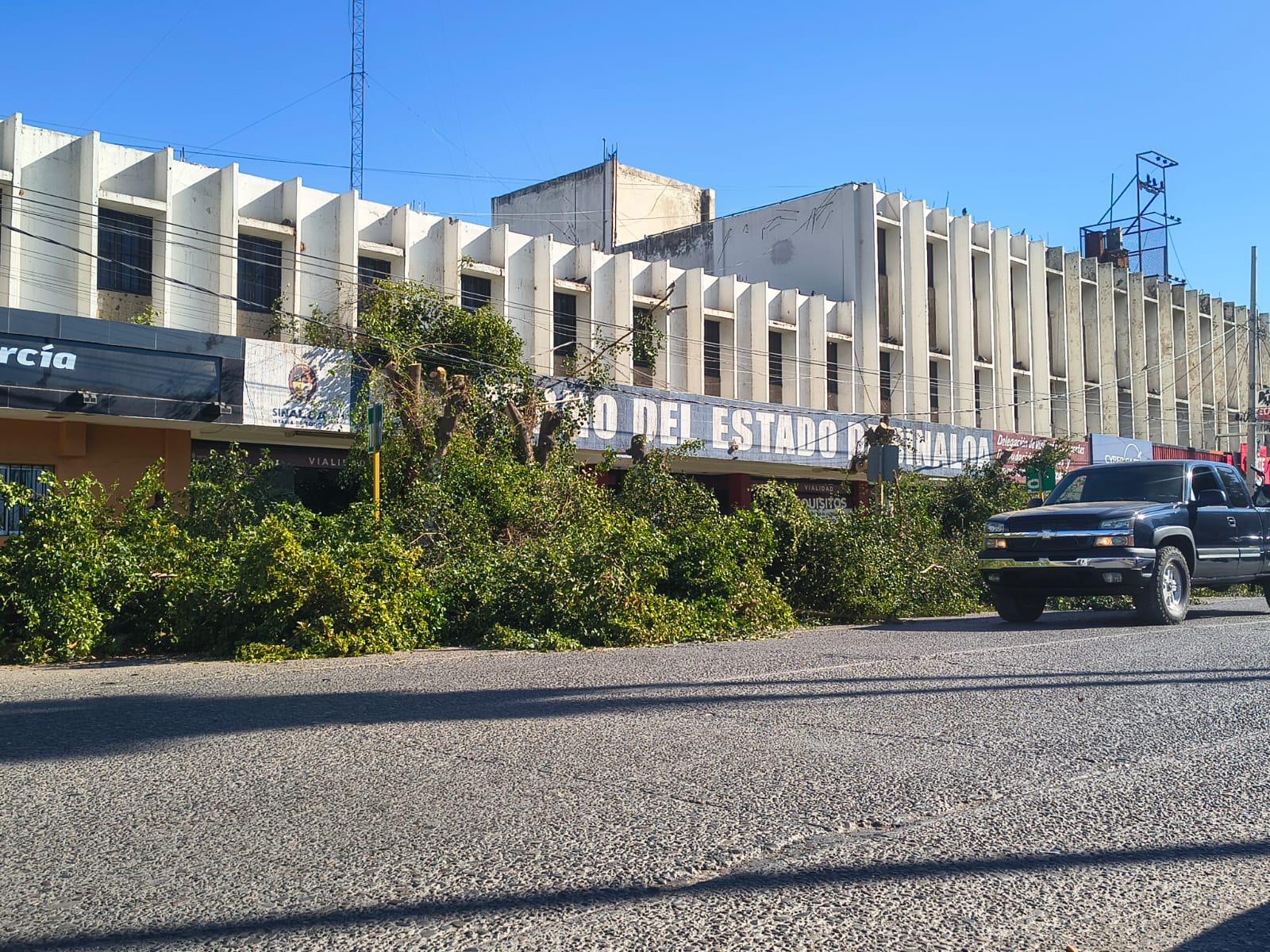 $!Ahomenses denuncian ecocidio por la tala de árboles en las oficinas de Vialidad ante ola de calor atípica