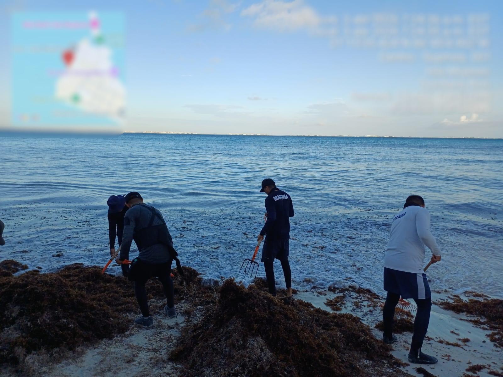 $!Mantienen retiro de sargazo en costas de Quintana Roo; van casi 17 mil toneladas recogidas en lo que va de 2026