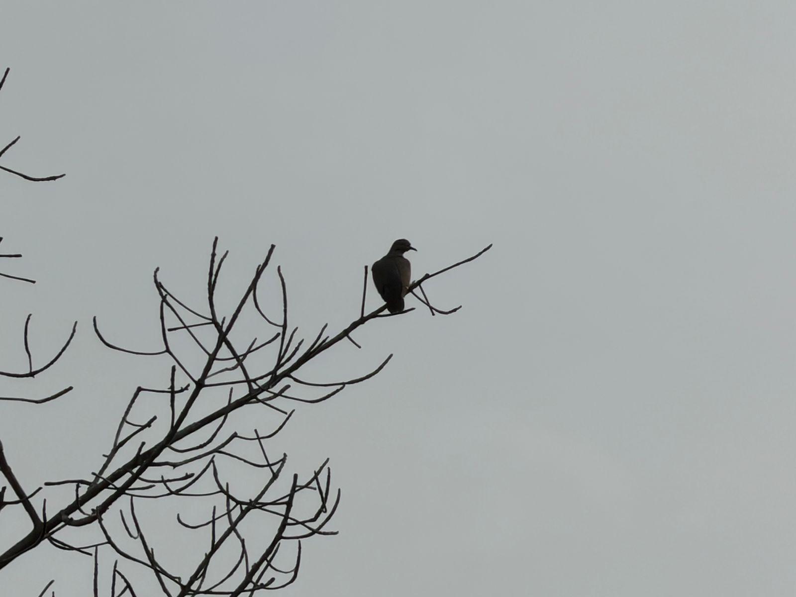 $!Impulsa Sectur turismo regenerativo en humedales y manglares de Mazatlán