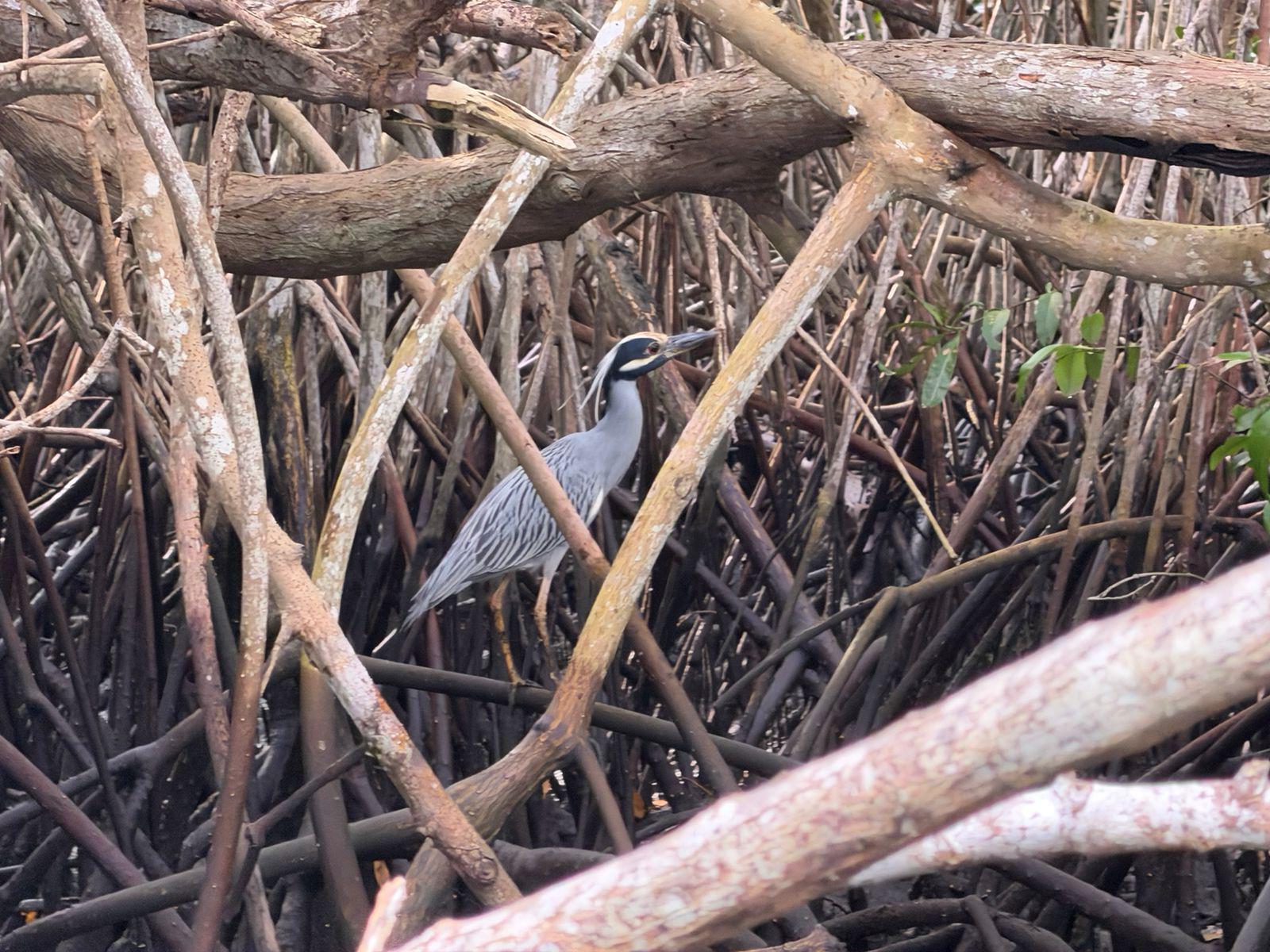 $!Impulsa Sectur turismo regenerativo en humedales y manglares de Mazatlán