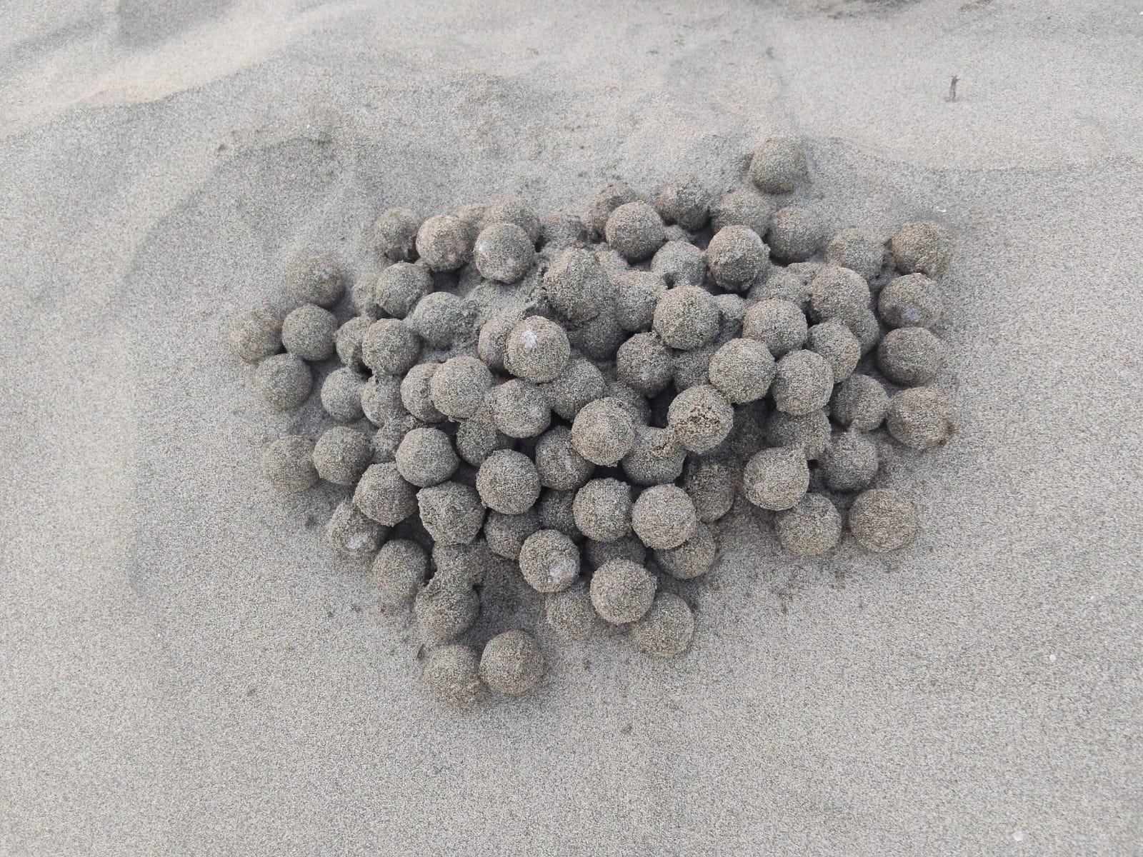 $!El santuario Huizache-Caimanero registra el primer nido de tortuga marina de la temporada