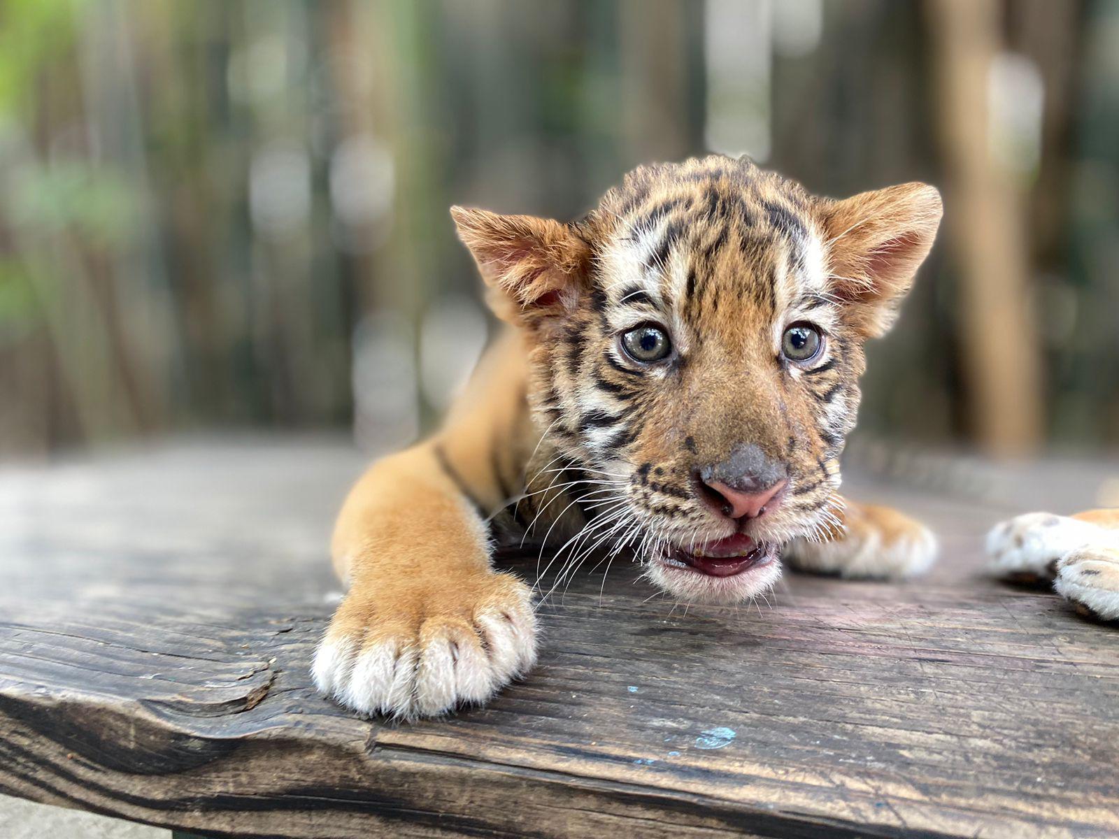 $!Nace tigre de bengala en el Zoológico de Culiacán