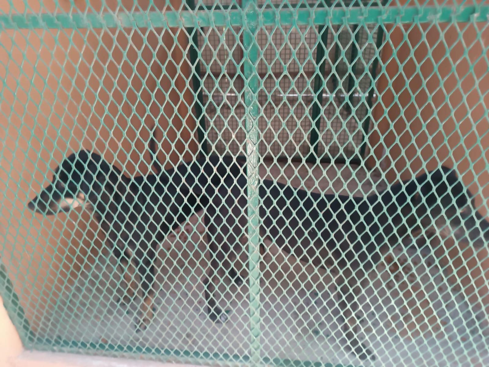 $!Siete mascotas encuentran un nuevo hogar gracias a la campaña Huellitas del Bienestar