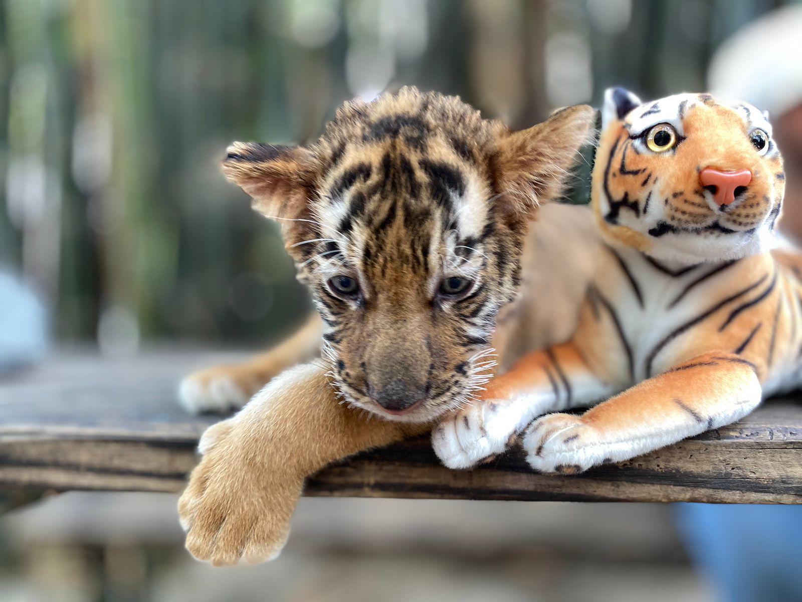 $!Nace tigre de bengala en el Zoológico de Culiacán