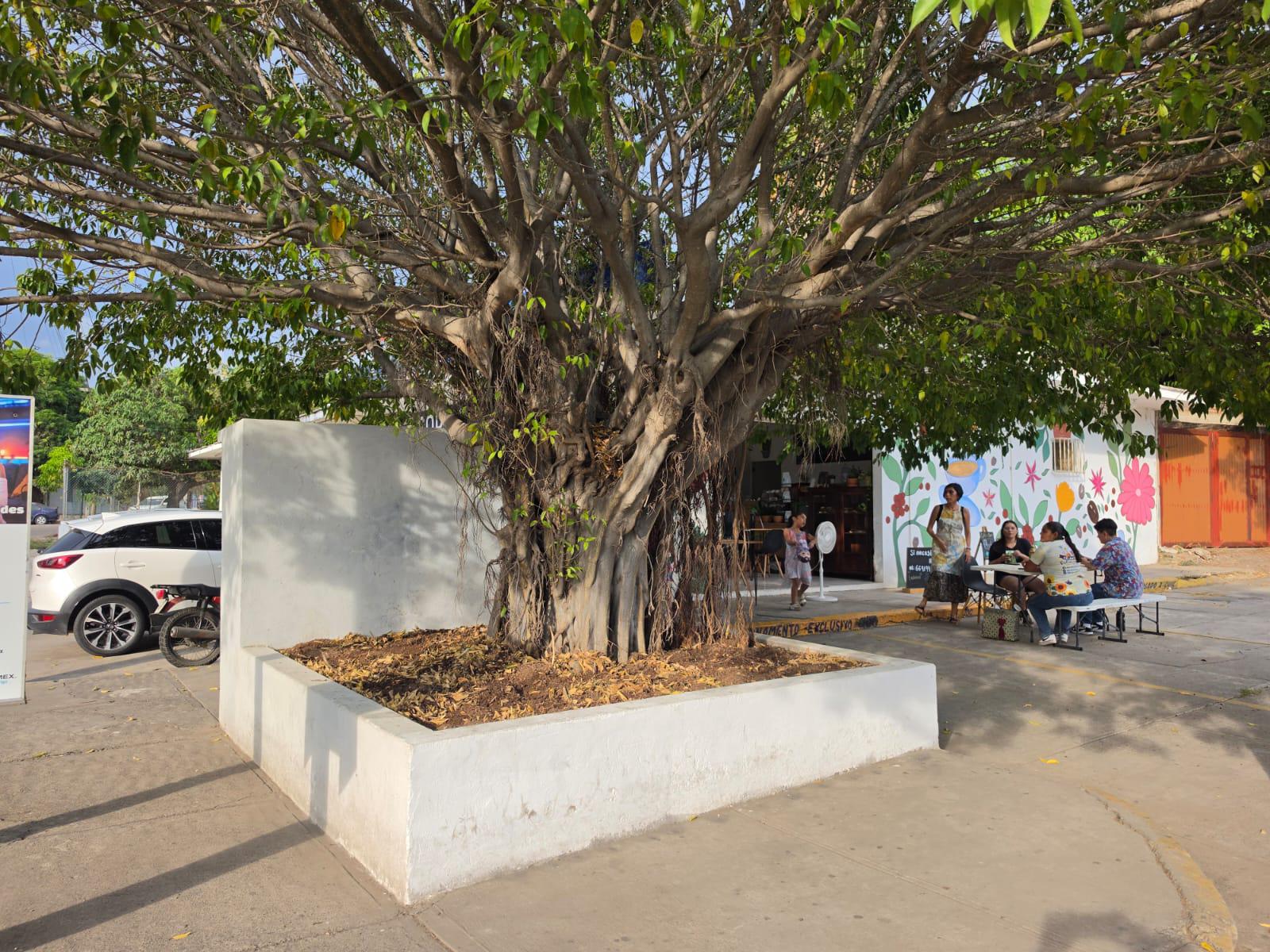 $!Crean mural y jardín polinizador para fomentar el cuidado del medio ambiente en Mazatlán