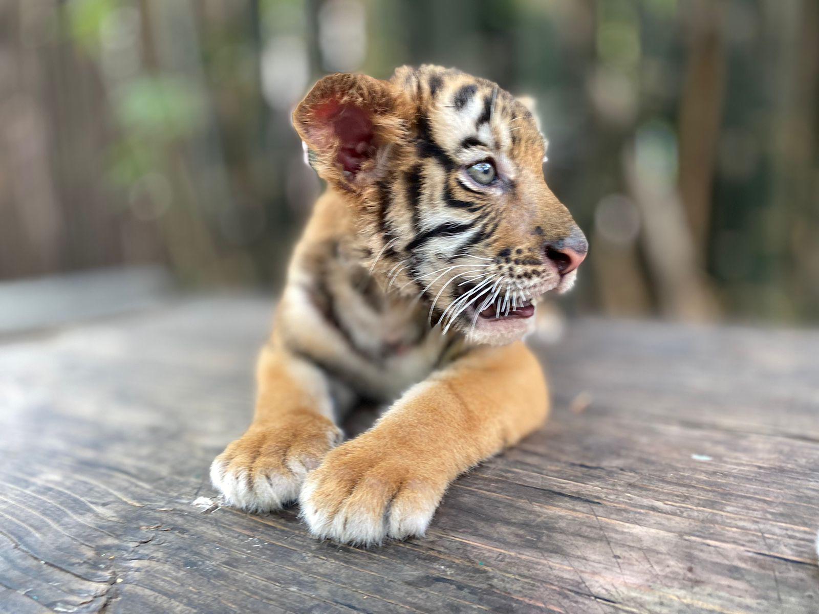 $!Nace tigre de bengala en el Zoológico de Culiacán