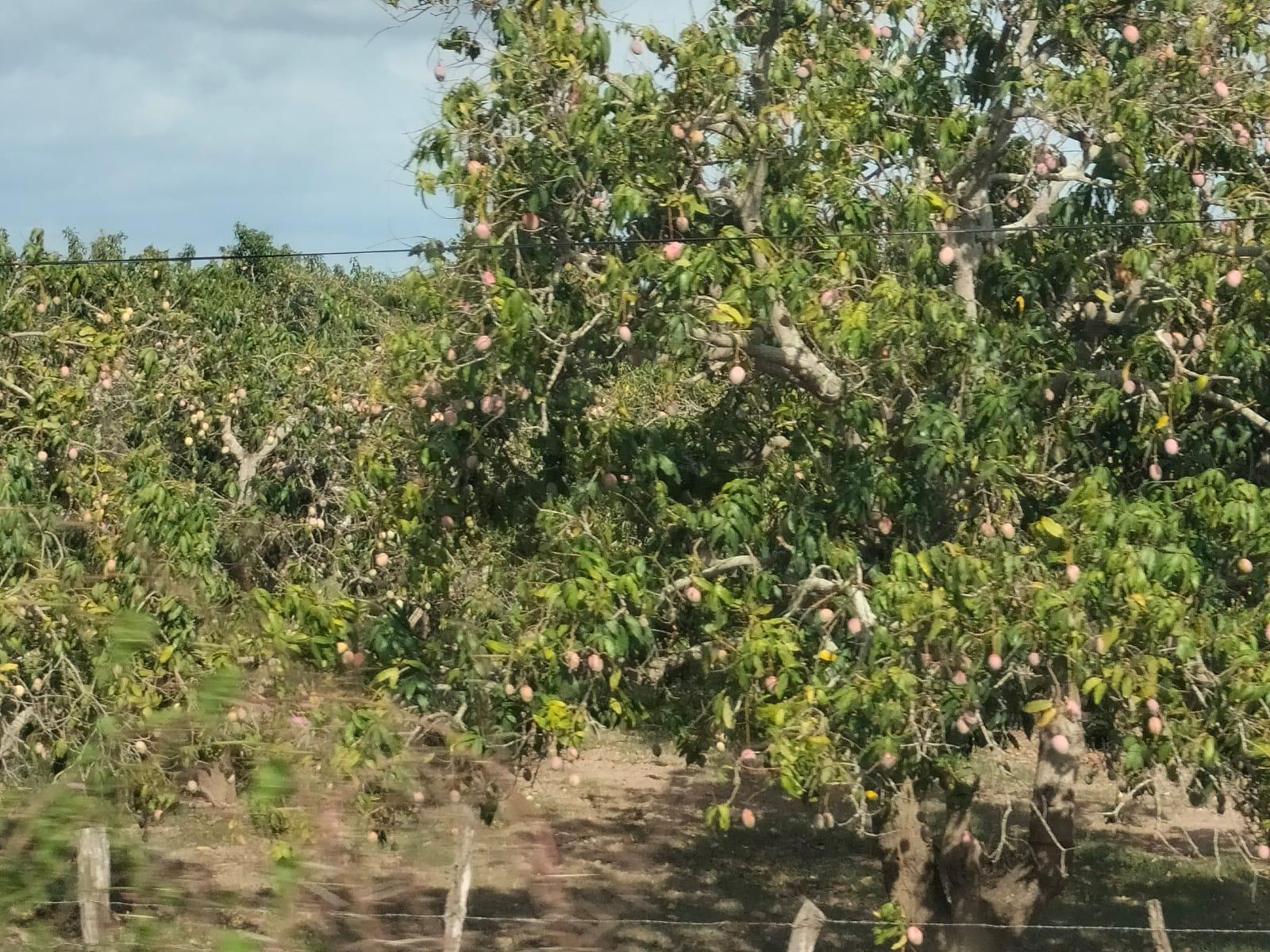 $!Falta de lluvias y valor del dólar afectaron temporada de mango en Sinaloa: AARB