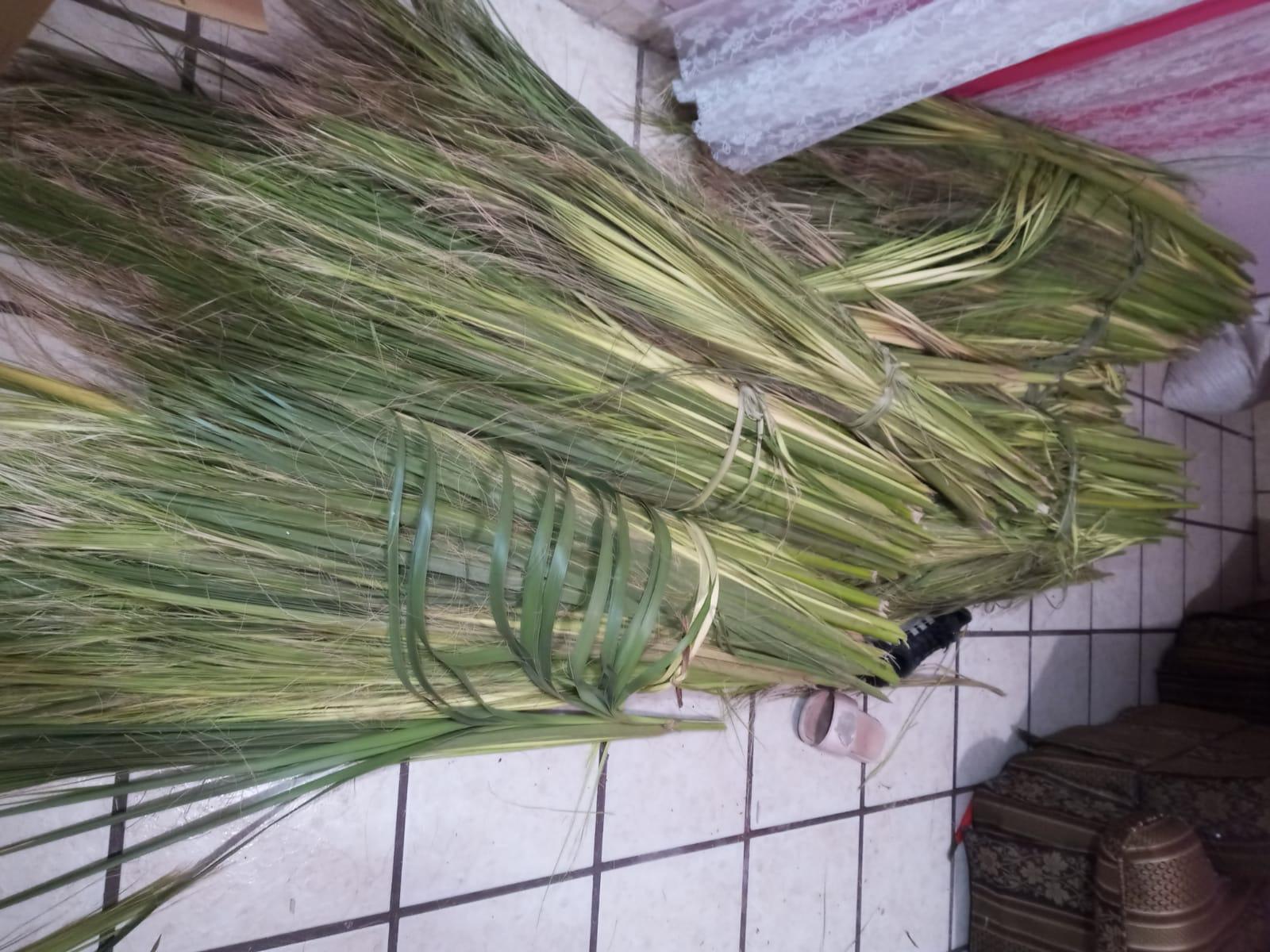 $!En Rosario, reportan una baja producción en la palma