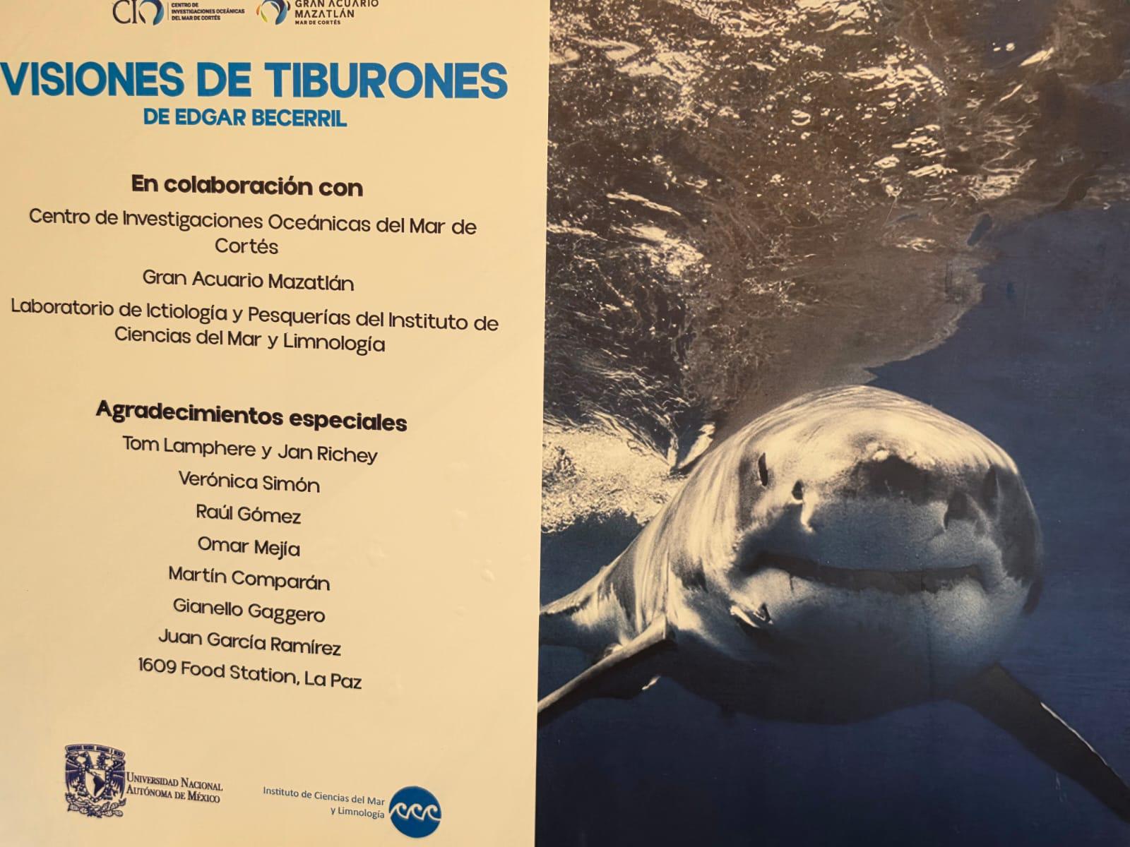 $!Arranca Gran Acuario Mazatlán la ‘Semana del Tiburón’ con exposición fotográfica internacional