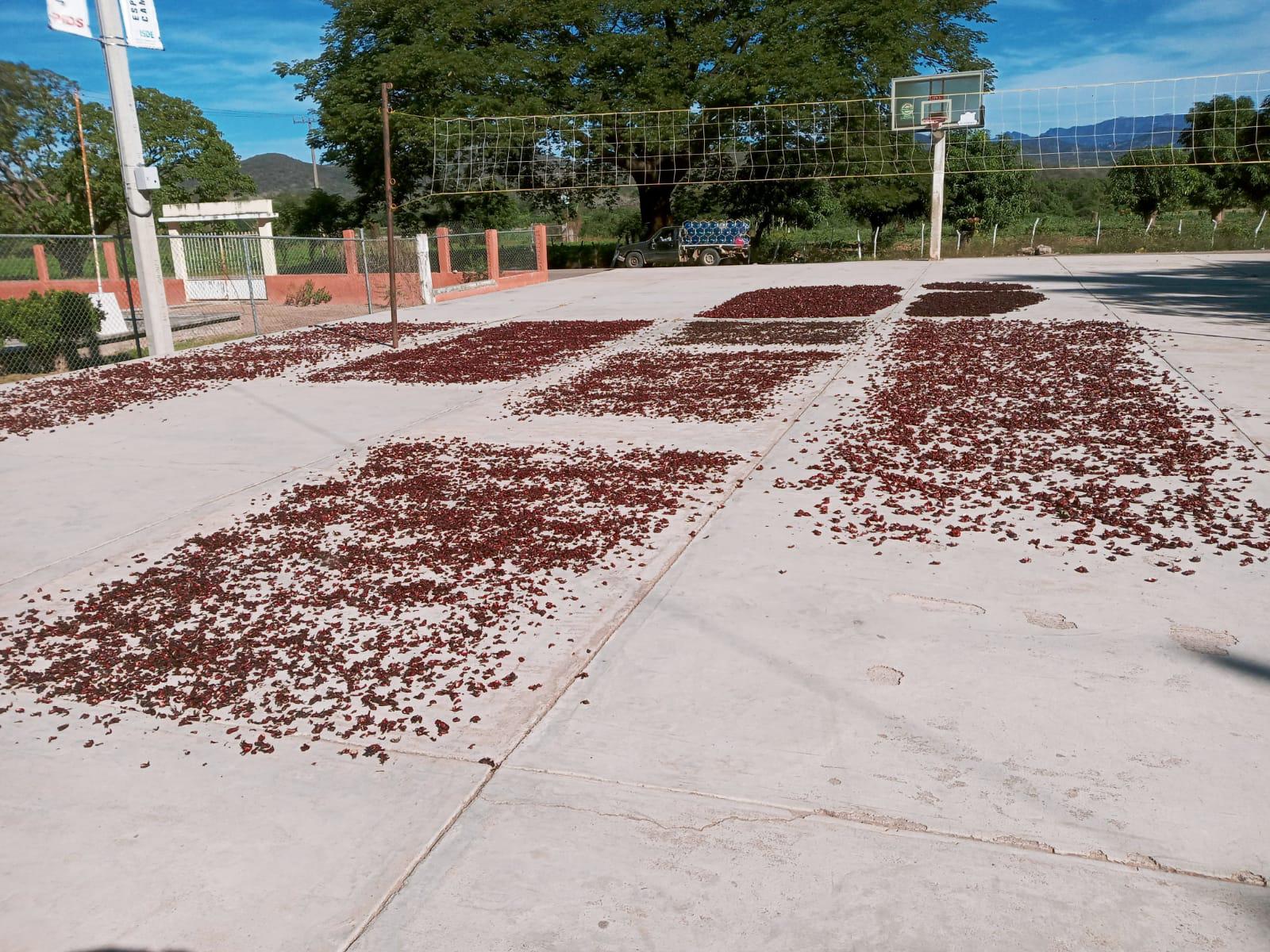 $!Familias se unen para realizar la cosecha de jamaica en Las Habitas, Rosario