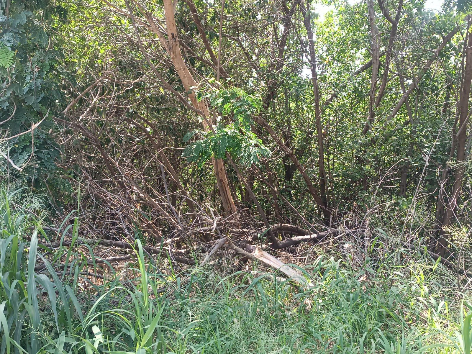 $!Restos del mangle sobresalen en la calle Zeus tras nueva tala por parte de particulares