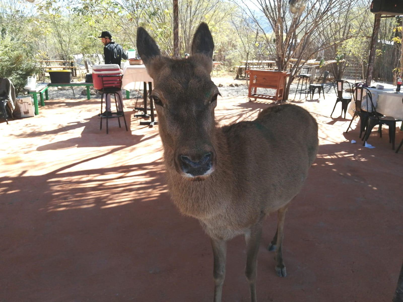 $!En Culiacán, santuario Ostok da albergue a nuevas especies rescatadas