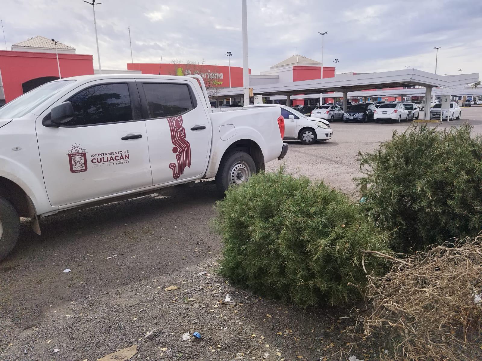$!Culiacán dispone de 13 centros de acopio para pinos de Navidad
