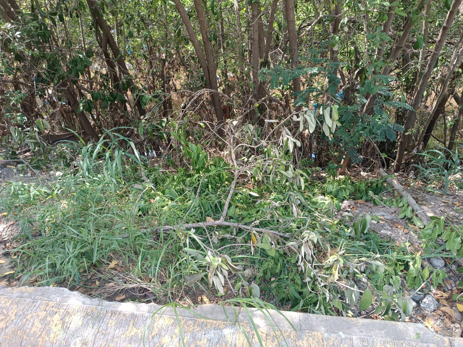 $!Restos del mangle sobresalen en la calle Zeus tras nueva tala por parte de particulares