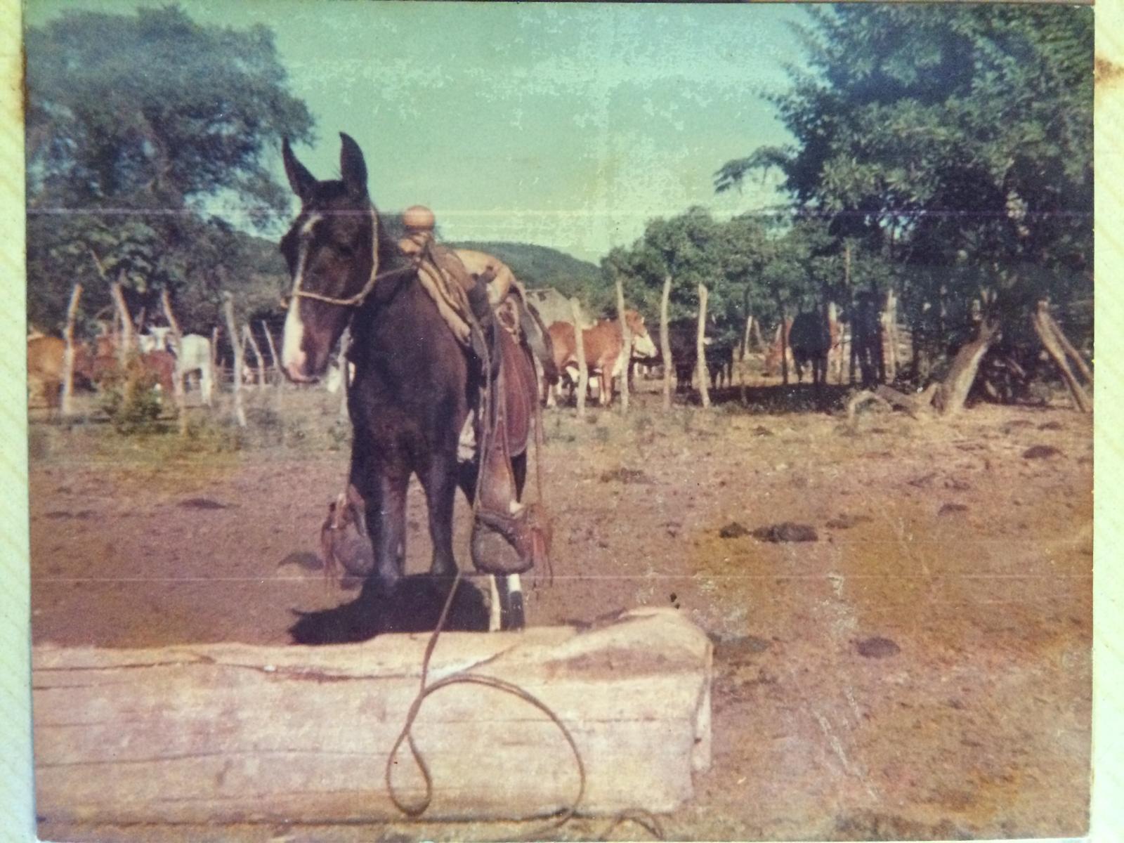 $!Desde hace más de 50 años, en Escuinapa ya se combatía al gusano barrenador