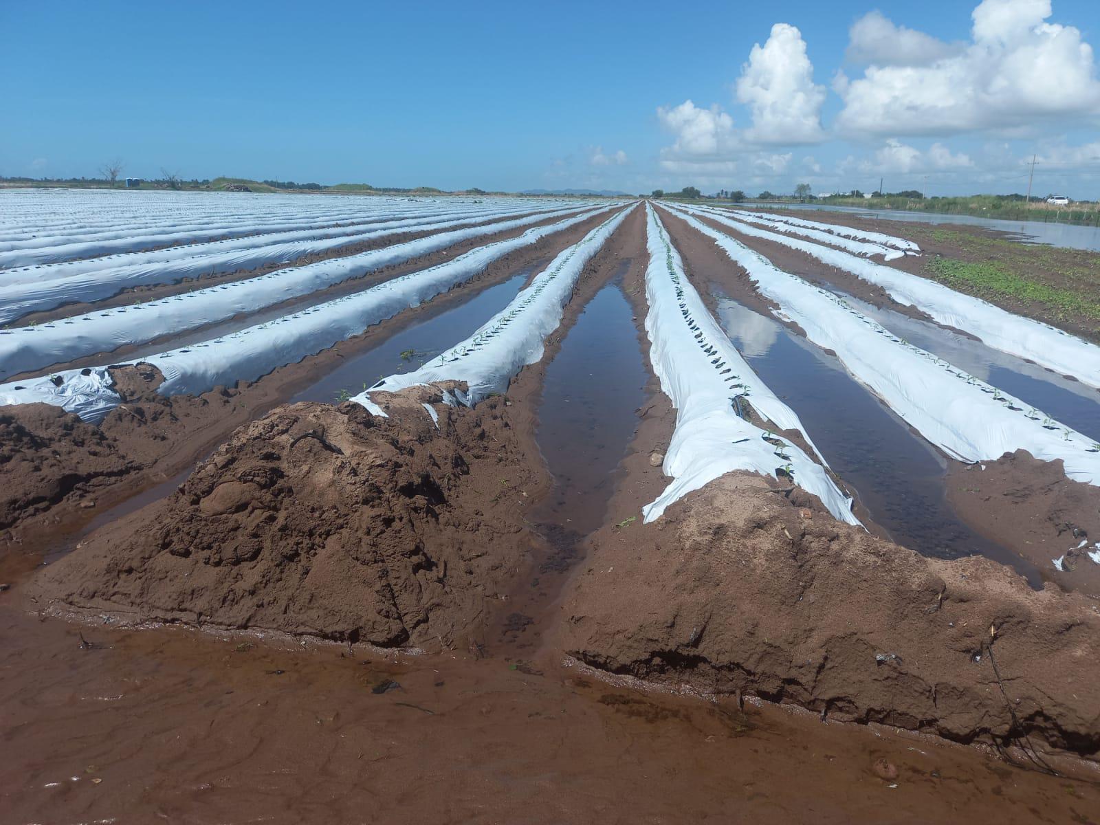 $!Lluvias que provocó el huracán Pamela ocasionan retraso en siembra de hortalizas en Escuinapa