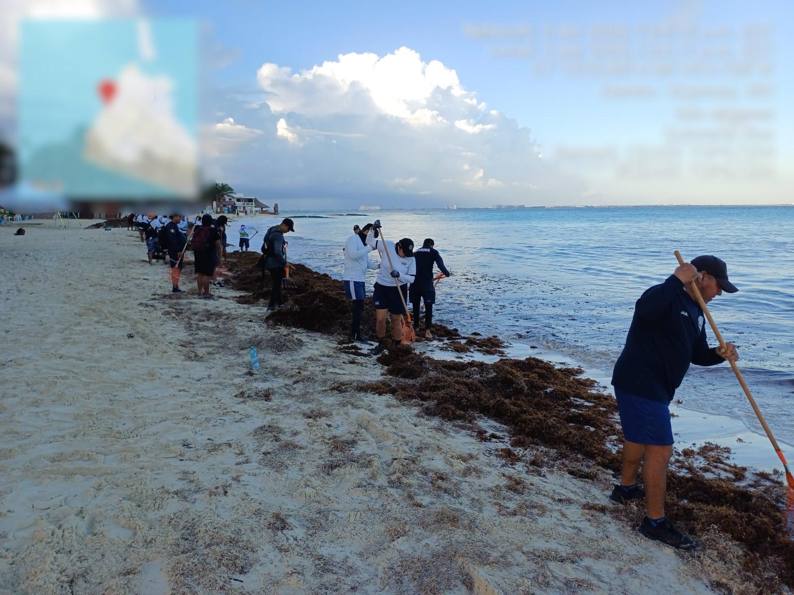 $!Mantienen retiro de sargazo en costas de Quintana Roo; van casi 17 mil toneladas recogidas en lo que va de 2026