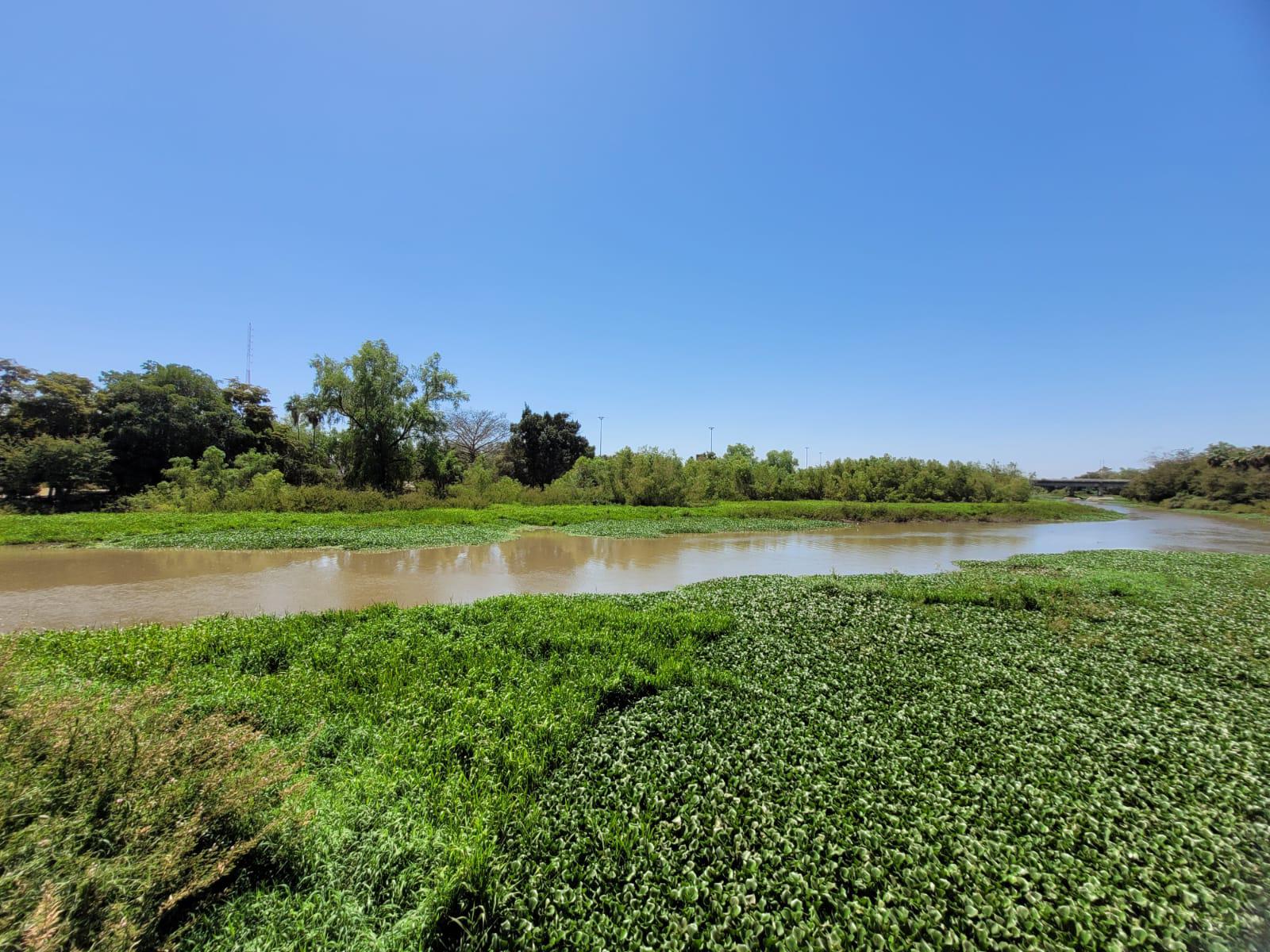 $!El río Humaya está repleto de plaga de lirio acuático, pese a acciones de remoción del Ayuntamiento
