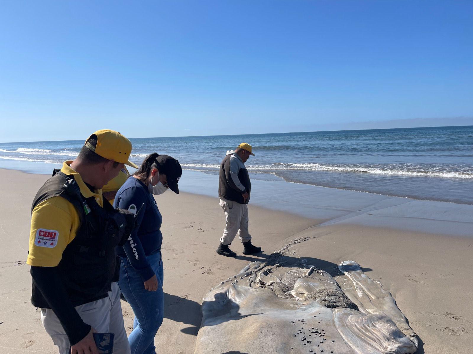 $!Aparece una ballena muerta en la playa El Caimanero, en Rosario