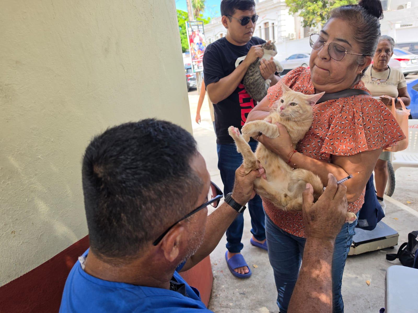 $!Dueños de mascotas responden a jornada gratuita de esterilización en Mazatlán y promueven la tenencia responsable