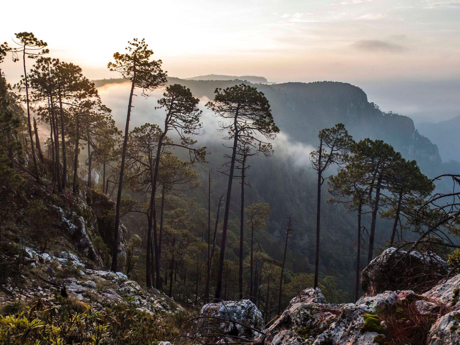 $!Reserva de la Biósfera de Manantlán.