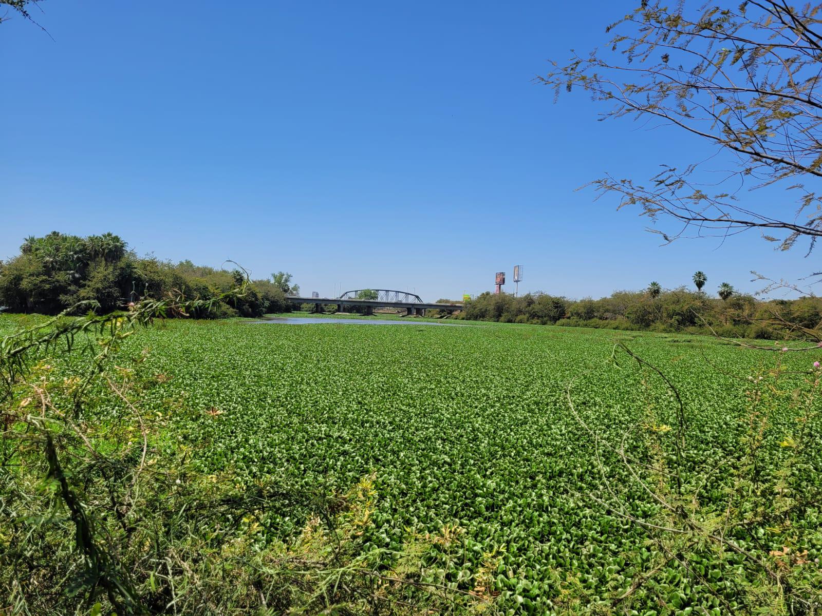 $!El río Humaya está repleto de plaga de lirio acuático, pese a acciones de remoción del Ayuntamiento