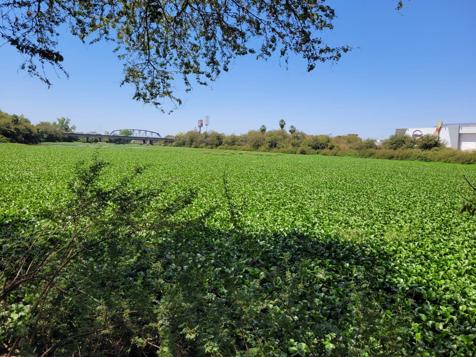 $!El río Humaya está repleto de plaga de lirio acuático, pese a acciones de remoción del Ayuntamiento