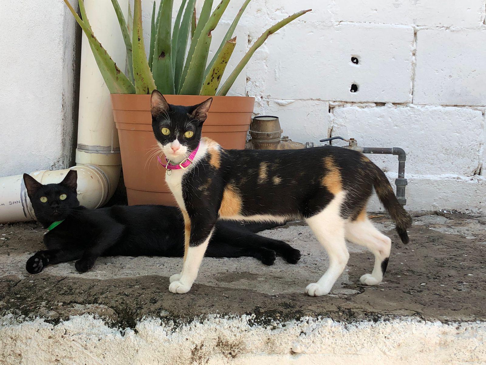 $!Mari rescata y esteriliza perritos en Culiacán; quiere que Ayuntamiento le ceda un espacio para un refugio