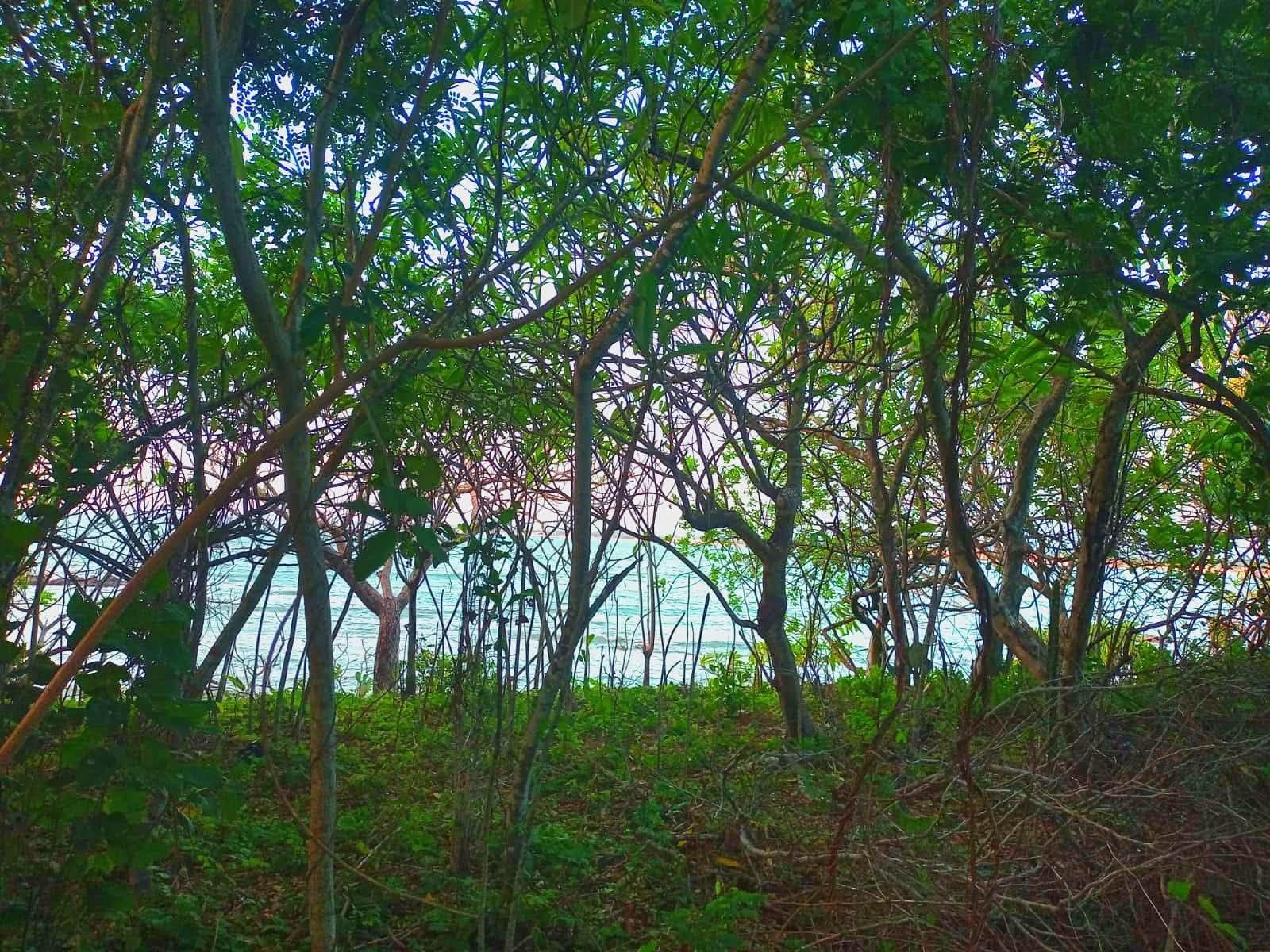 $!Harán senderismo para conocer de Mazatlán y cuidar de sus venados