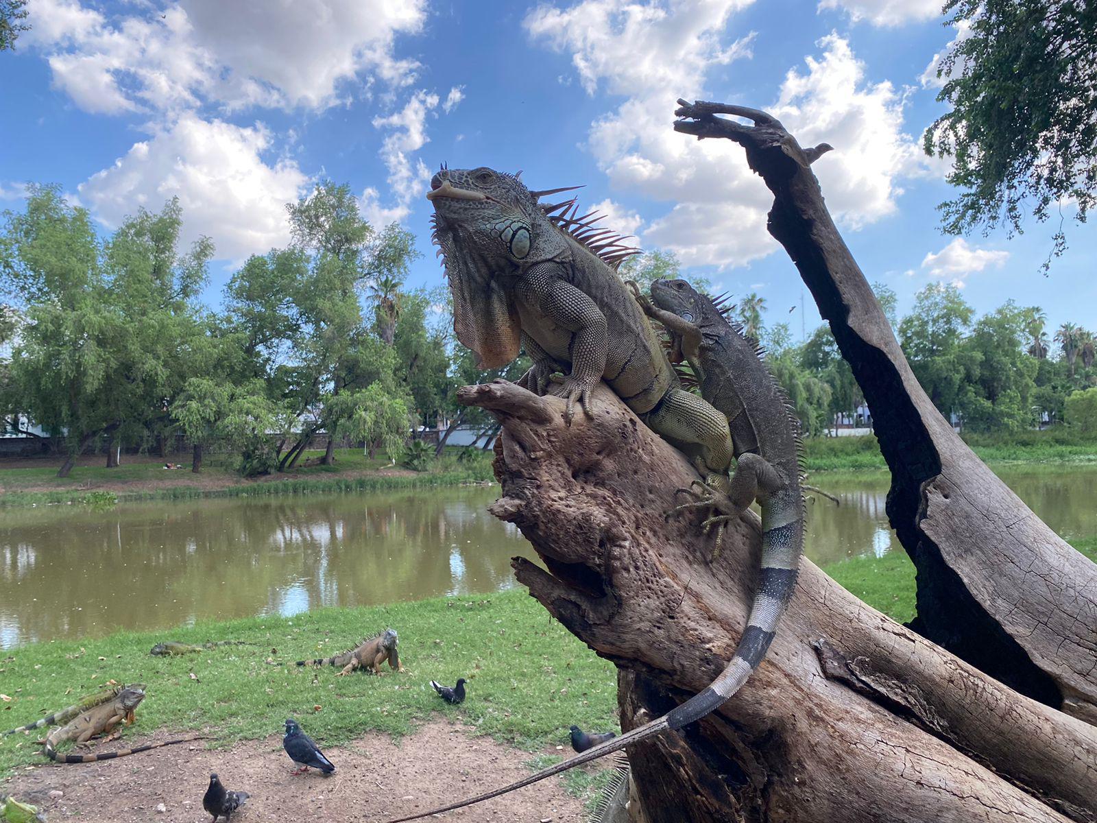$!Antonio, el amigo de las iguanas, palomas y ardillas de Las Riberas, en Culiacán