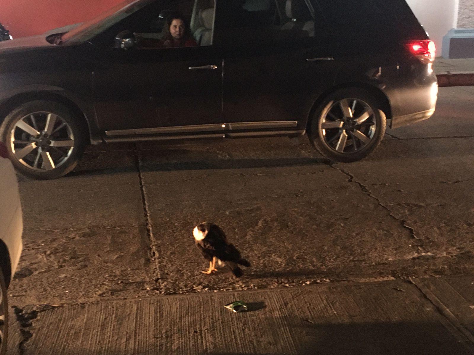 $!Recogen policías al quelele y lo llevan al Acuario Mazatlán