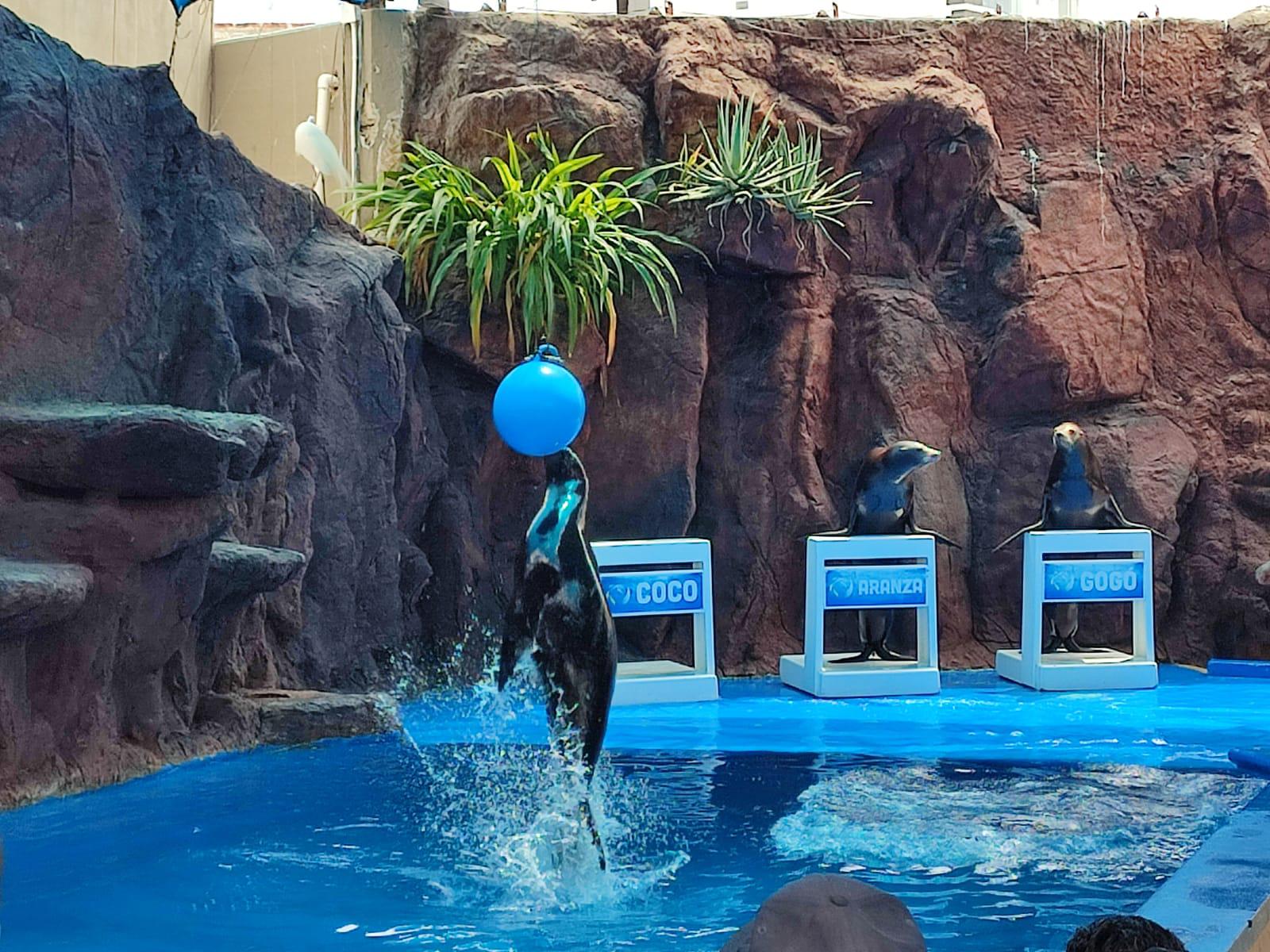 $!Abarrotan el Gran Acuario Mar de Cortés previo al eclipse total de sol en Mazatlán