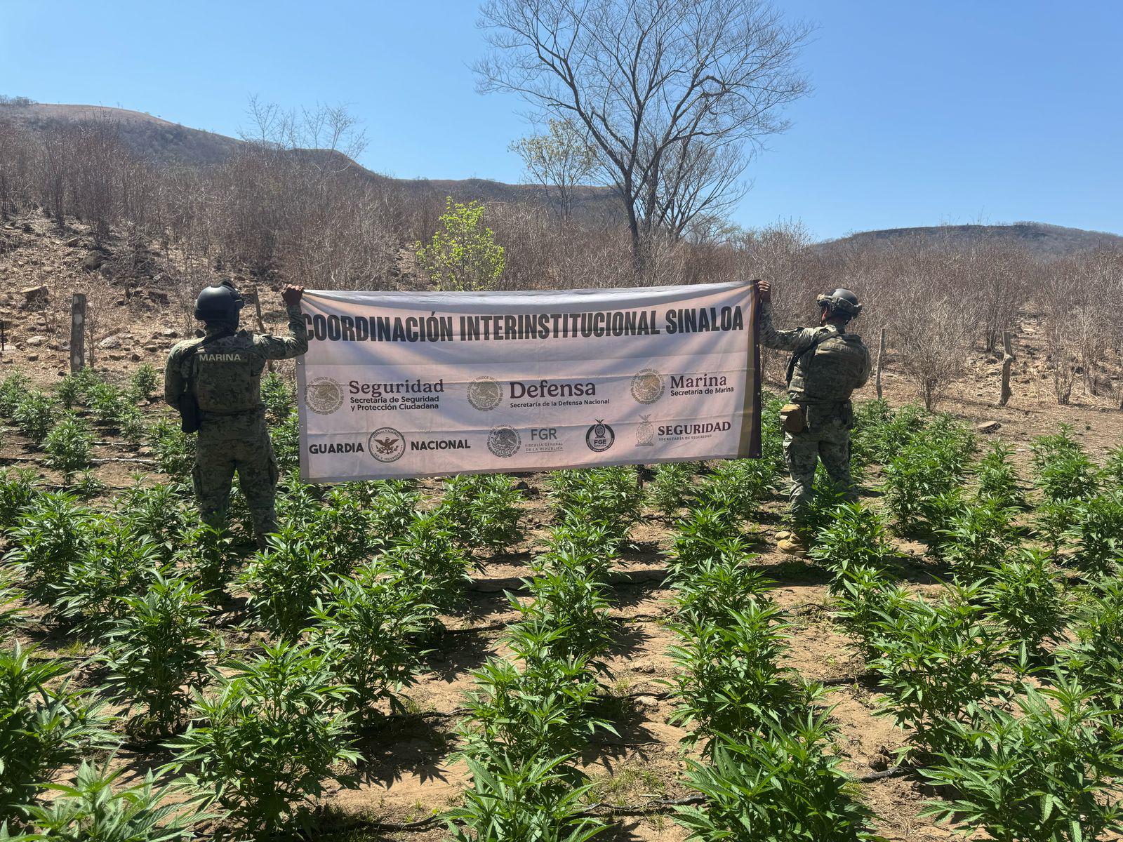 $!Localizan y destruyen plantío de mariguana en Cosalá; aseguran 18 toneladas de droga