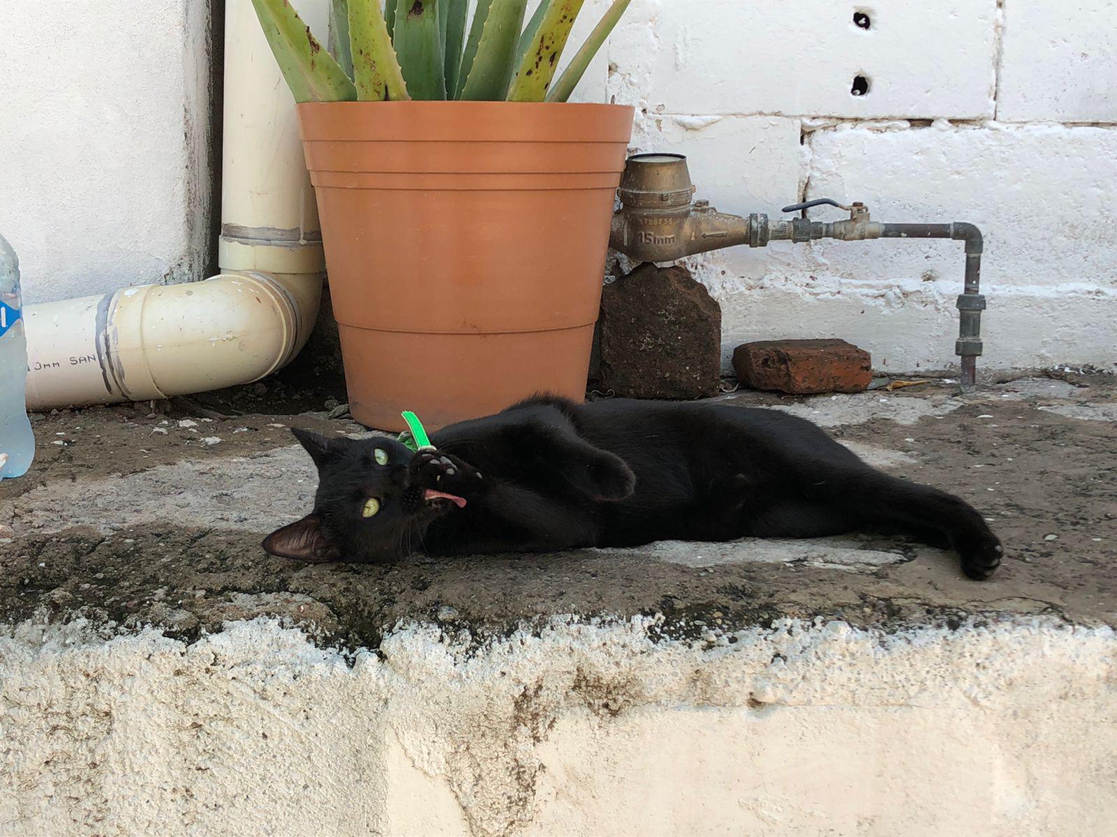 $!Mari rescata y esteriliza perritos en Culiacán; quiere que Ayuntamiento le ceda un espacio para un refugio