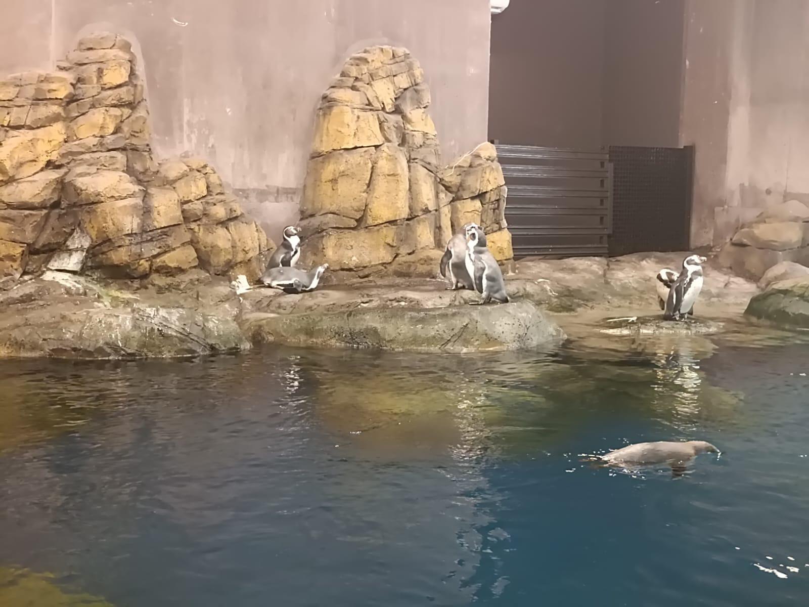 $!Pingüinos se vuelven el mayor atractivo del Gran Acuario Mazatlán