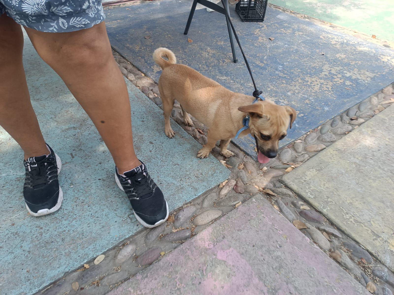 $!Acuden vecinos de Fovissste Playa Azul a jornada de esterilización de Ecología